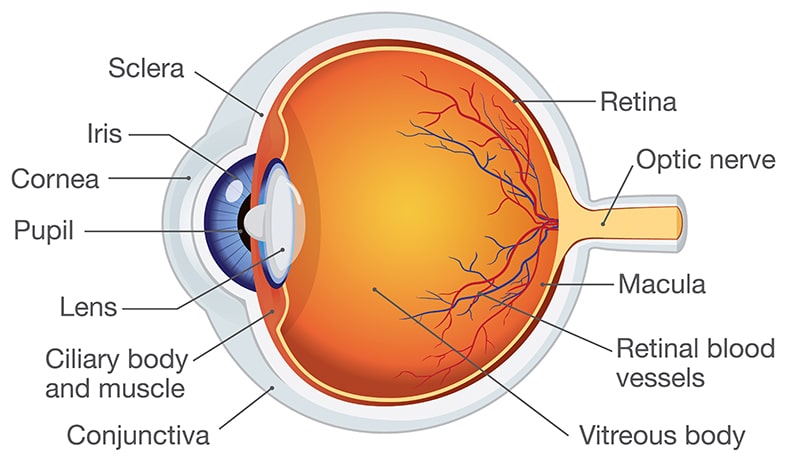 Eye Anatomy: Parts of the Eye and How We See - American Academy of